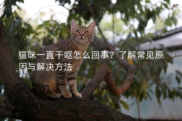 猫咪一直干呕怎么回事？了解常见原因与解决方法