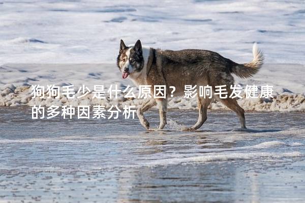 狗狗毛少是什么原因？影响毛发健康的多种因素分析