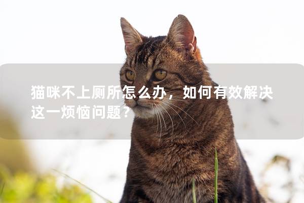 猫咪不上厕所怎么办，如何有效解决这一烦恼问题？