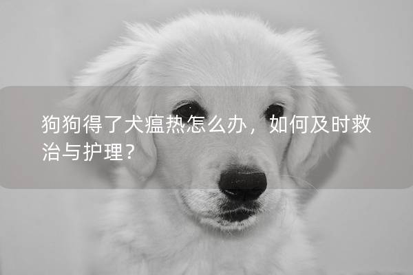 狗狗得了犬瘟热怎么办，如何及时救治与护理？