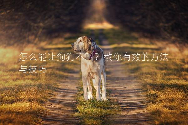 怎么能让狗狗不叫？教你有效的方法与技巧