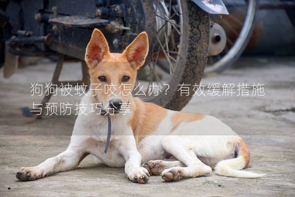 狗狗被蚊子咬怎么办？有效缓解措施与预防技巧分享