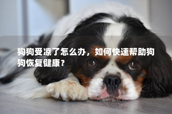 狗狗受凉了怎么办，如何快速帮助狗狗恢复健康？