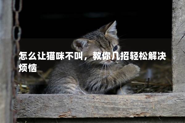 怎么让猫咪不叫，教你几招轻松解决烦恼