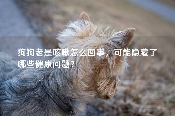 狗狗老是咳嗽怎么回事，可能隐藏了哪些健康问题？
