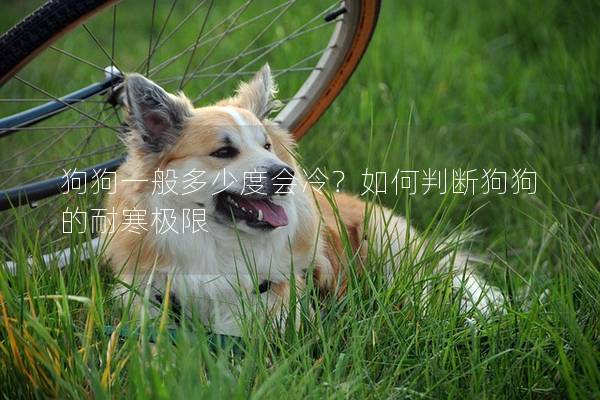 狗狗一般多少度会冷？如何判断狗狗的耐寒极限