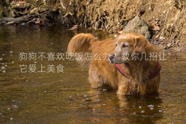 狗狗不喜欢吃饭怎么办？教你几招让它爱上美食