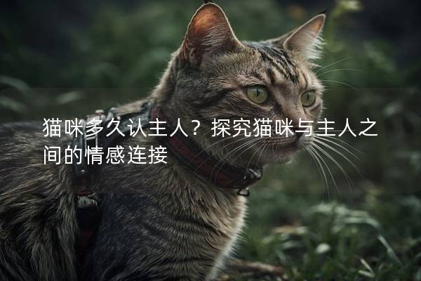 猫咪多久认主人？探究猫咪与主人之间的情感连接