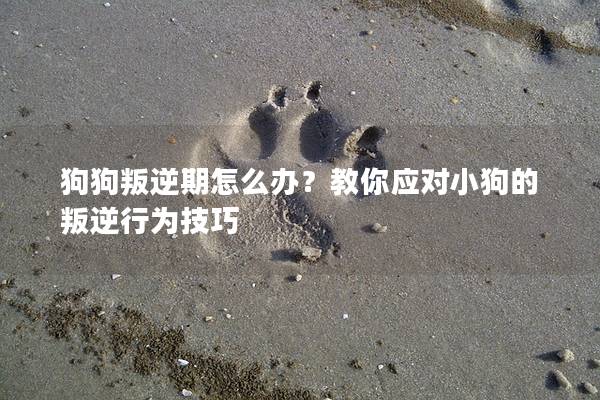 狗狗叛逆期怎么办？教你应对小狗的叛逆行为技巧