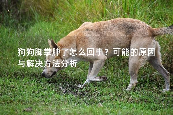 狗狗脚掌肿了怎么回事？可能的原因与解决方法分析