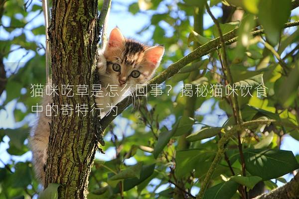 猫咪吃草是怎么回事？揭秘猫咪饮食中的奇特行为