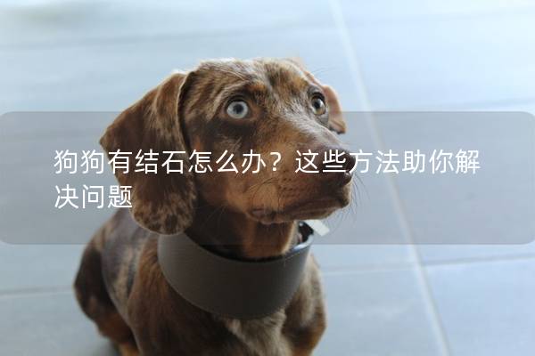狗狗有结石怎么办？这些方法助你解决问题
