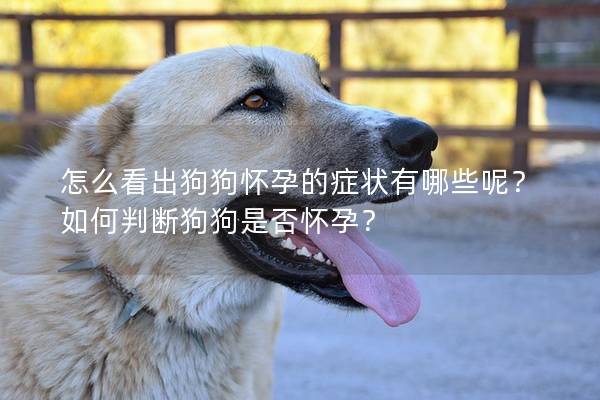 怎么看出狗狗怀孕的症状有哪些呢？如何判断狗狗是否怀孕？