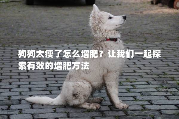 狗狗太瘦了怎么增肥？让我们一起探索有效的增肥方法