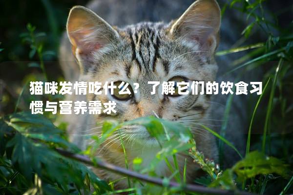 猫咪发情吃什么？了解它们的饮食习惯与营养需求
