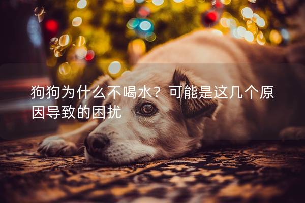 狗狗为什么不喝水？可能是这几个原因导致的困扰