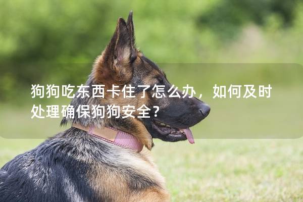 狗狗吃东西卡住了怎么办，如何及时处理确保狗狗安全？