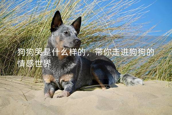 狗狗哭是什么样的，带你走进狗狗的情感世界