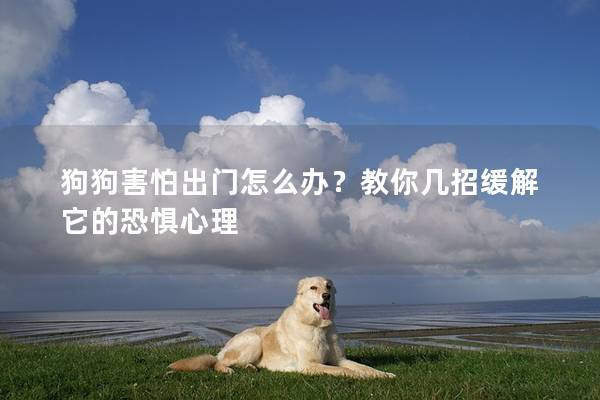狗狗害怕出门怎么办？教你几招缓解它的恐惧心理