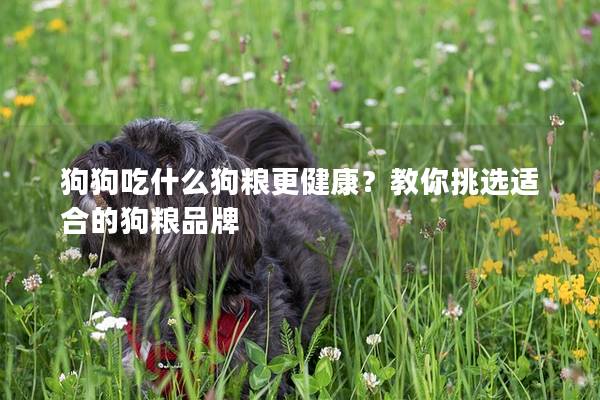 狗狗吃什么狗粮更健康？教你挑选适合的狗粮品牌