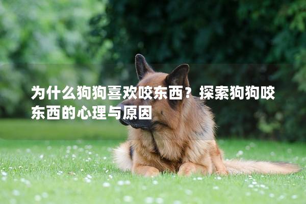 为什么狗狗喜欢咬东西？探索狗狗咬东西的心理与原因