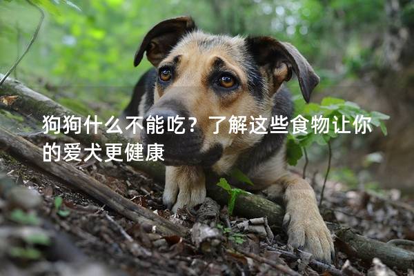 狗狗什么不能吃？了解这些食物让你的爱犬更健康