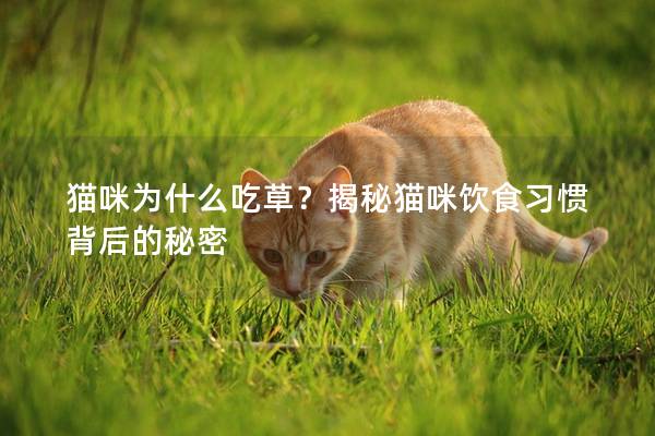 猫咪为什么吃草？揭秘猫咪饮食习惯背后的秘密