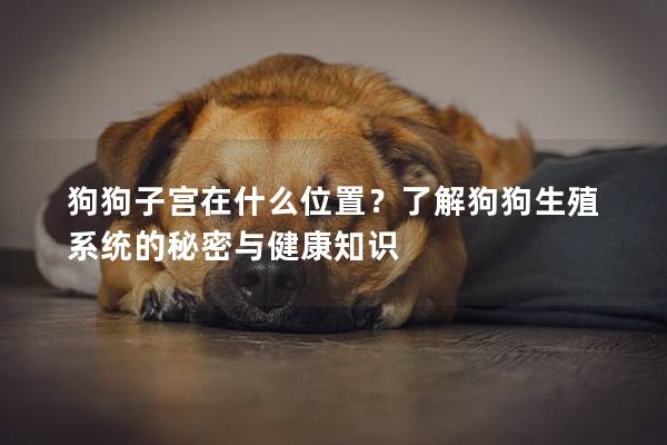 狗狗子宫在什么位置？了解狗狗生殖系统的秘密与健康知识
