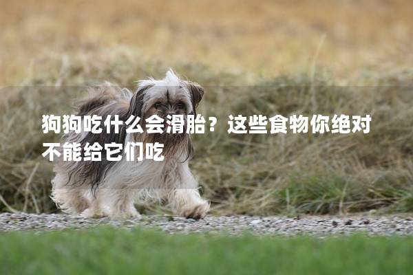 狗狗吃什么会滑胎？这些食物你绝对不能给它们吃
