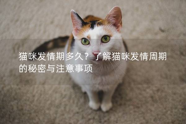 猫咪发情期多久？了解猫咪发情周期的秘密与注意事项