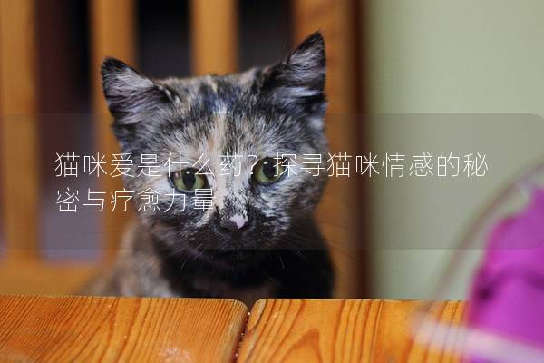猫咪爱是什么药？探寻猫咪情感的秘密与疗愈力量
