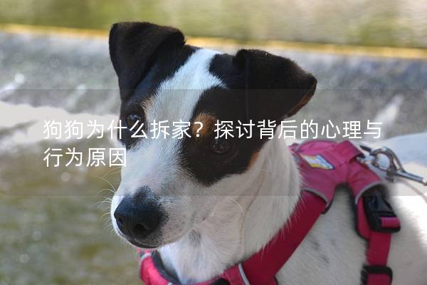 狗狗为什么拆家？探讨背后的心理与行为原因
