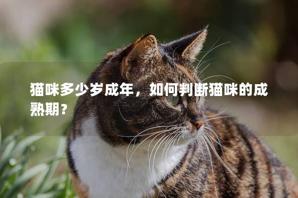 猫咪多少岁成年，如何判断猫咪的成熟期？