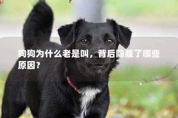 狗狗为什么老是叫，背后隐藏了哪些原因？