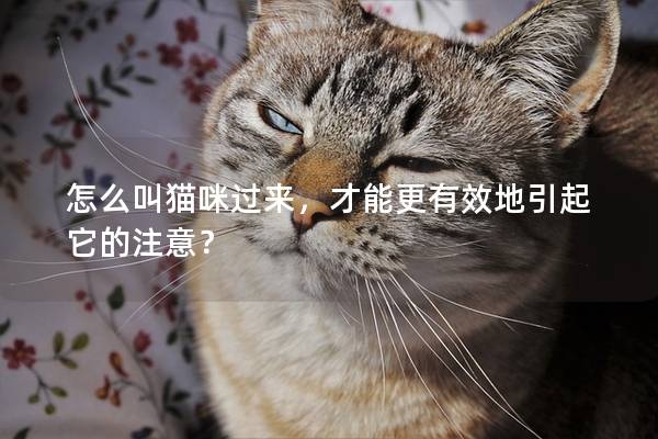 怎么叫猫咪过来，才能更有效地引起它的注意？