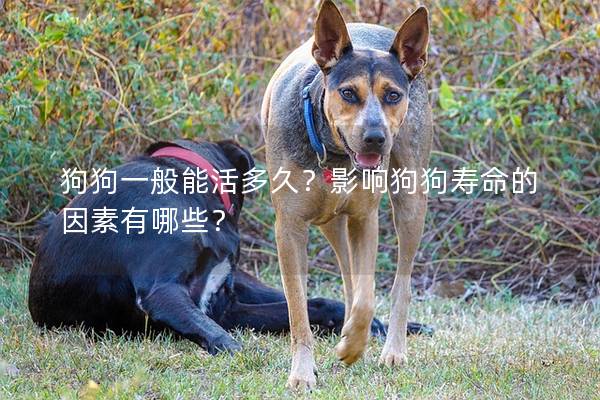狗狗一般能活多久？影响狗狗寿命的因素有哪些？