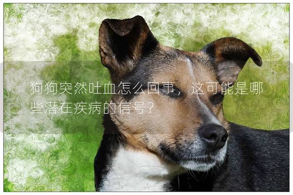 狗狗突然吐血怎么回事，这可能是哪些潜在疾病的信号？