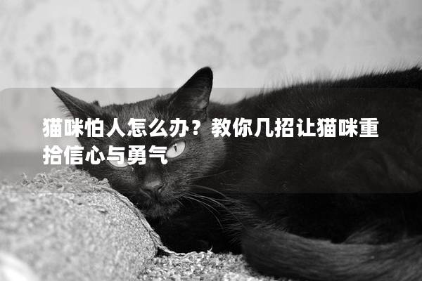 猫咪怕人怎么办？教你几招让猫咪重拾信心与勇气
