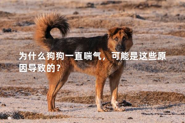 为什么狗狗一直喘气，可能是这些原因导致的？