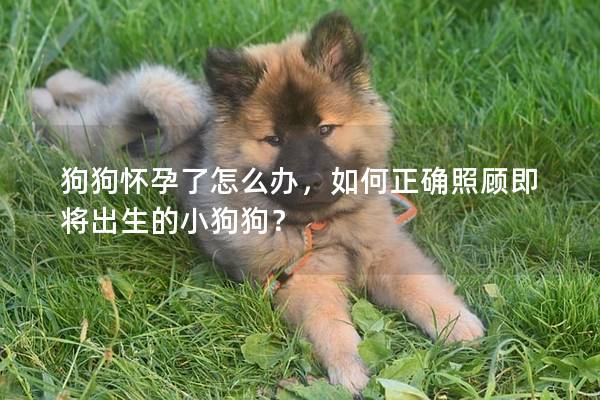 狗狗怀孕了怎么办，如何正确照顾即将出生的小狗狗？
