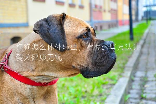 狗狗怎么体外驱虫，掌握这些方法让爱犬健康无忧