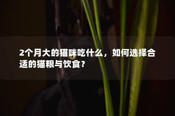 2个月大的猫咪吃什么，如何选择合适的猫粮与饮食？