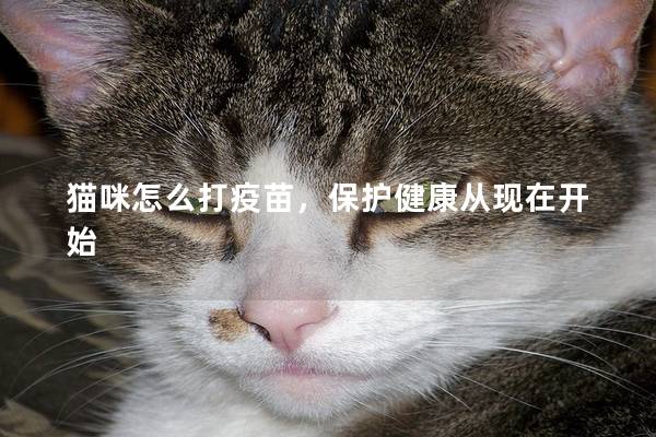 猫咪怎么打疫苗，保护健康从现在开始