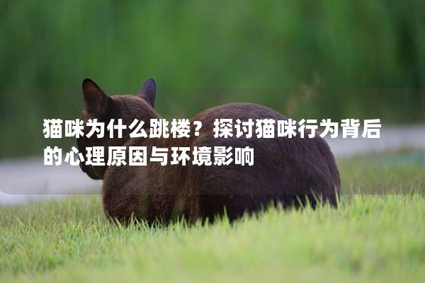 猫咪为什么跳楼？探讨猫咪行为背后的心理原因与环境影响