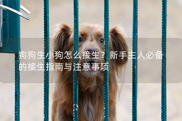 狗狗生小狗怎么接生？新手主人必备的接生指南与注意事项