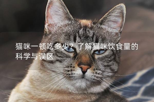 猫咪一顿吃多少？了解猫咪饮食量的科学与误区