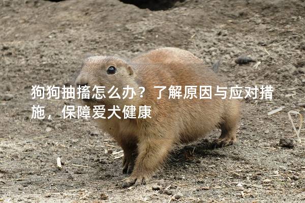 狗狗抽搐怎么办？了解原因与应对措施，保障爱犬健康