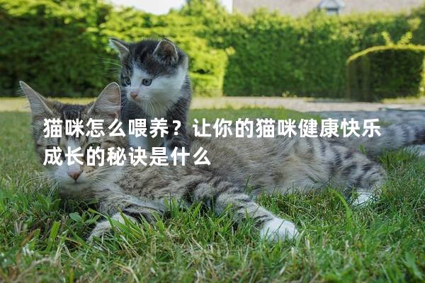 猫咪怎么喂养？让你的猫咪健康快乐成长的秘诀是什么