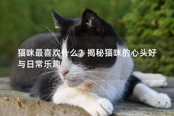 猫咪最喜欢什么？揭秘猫咪的心头好与日常乐趣