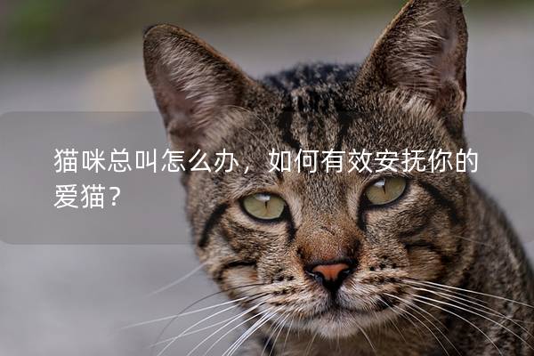 猫咪总叫怎么办，如何有效安抚你的爱猫？